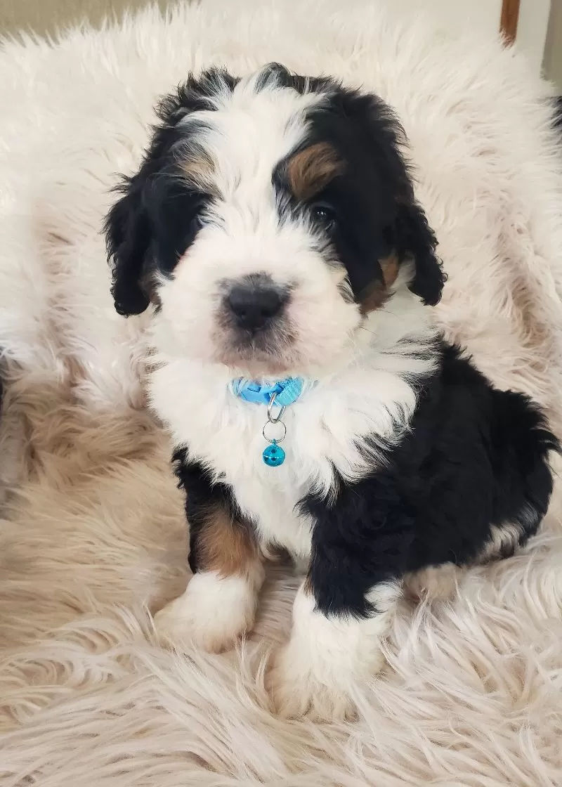 Otis-Health Tested Parents