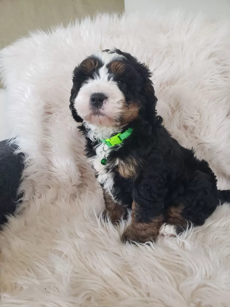 Vinnie-Health Tested Parents