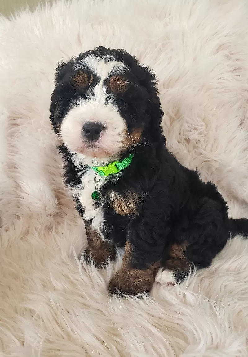 Vinnie-Health Tested Parents