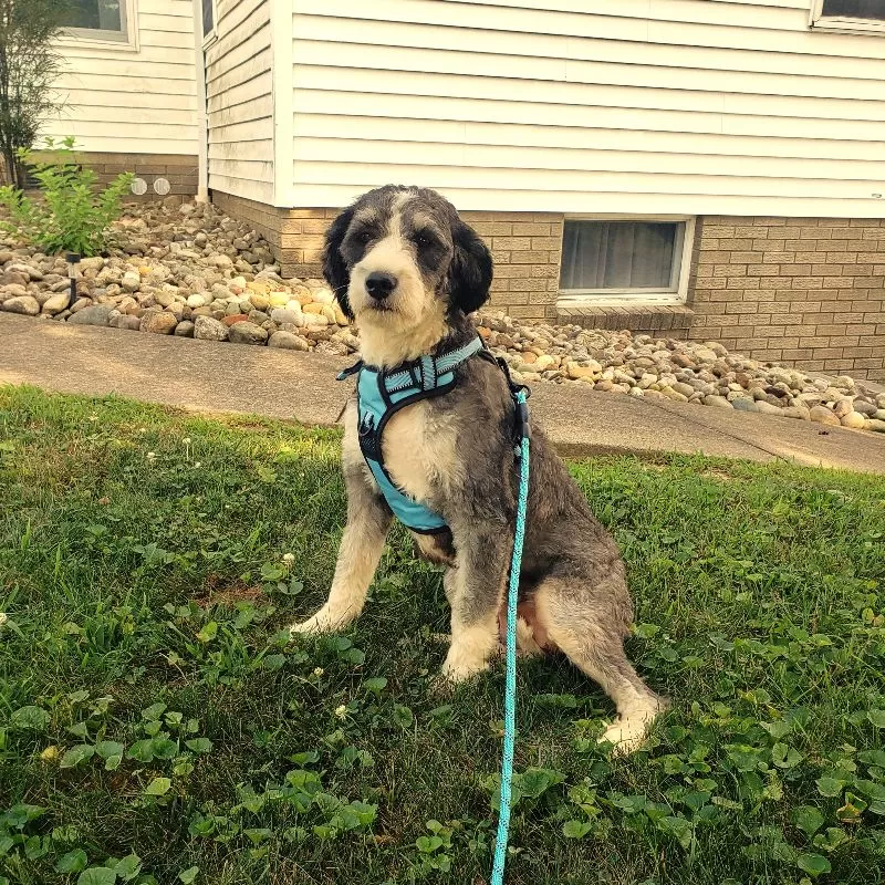 Puppy Name: Stella