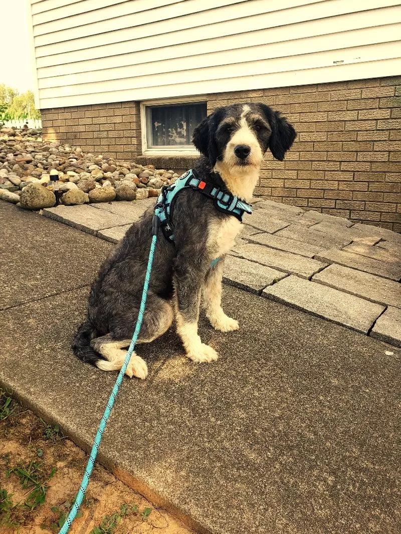 Stella