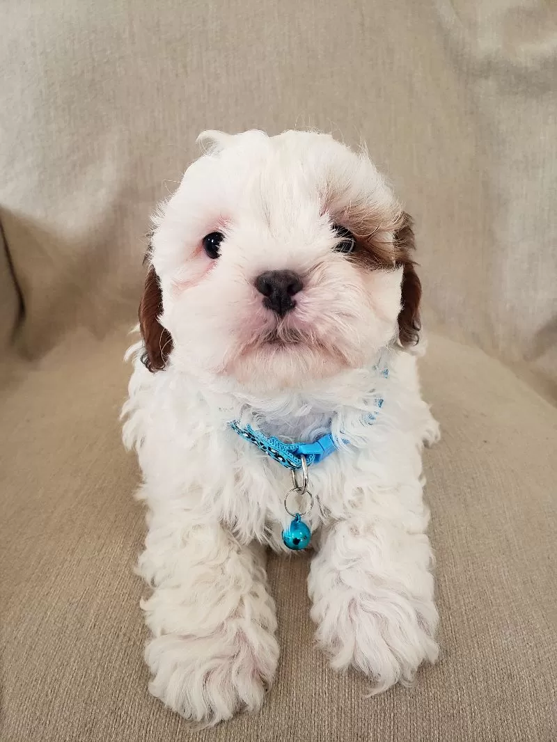 Puppy Name: Peanut