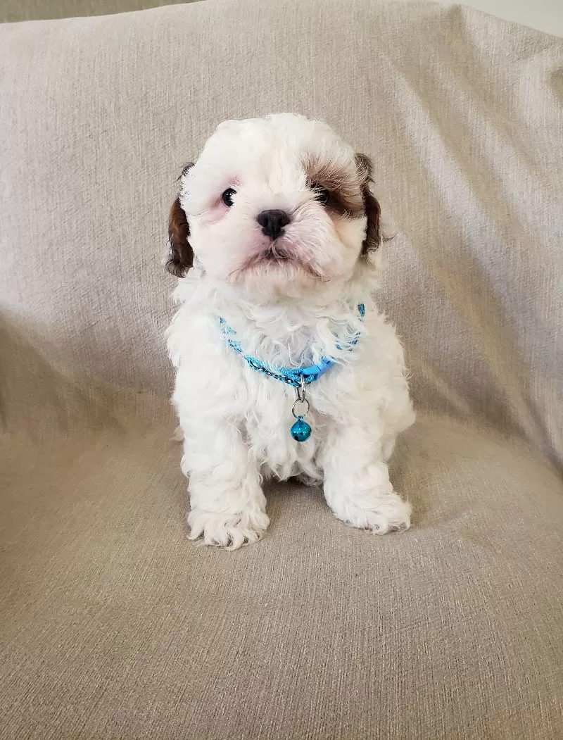 Peanut