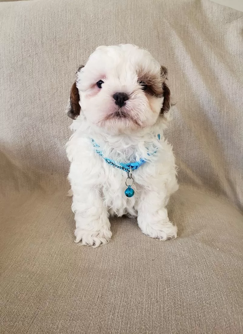 Peanut