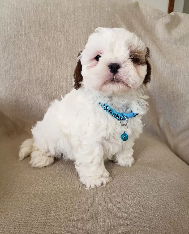 Peanut