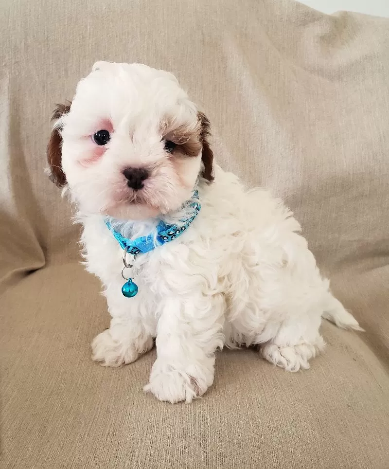 Peanut