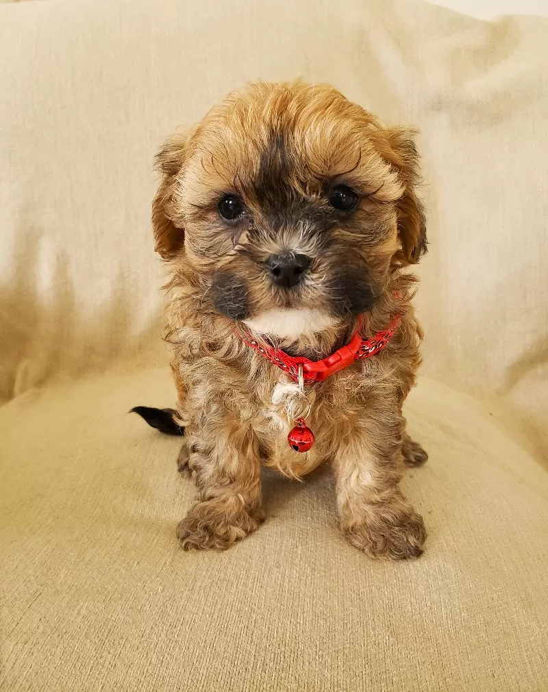 Puppy Name: Cupcake