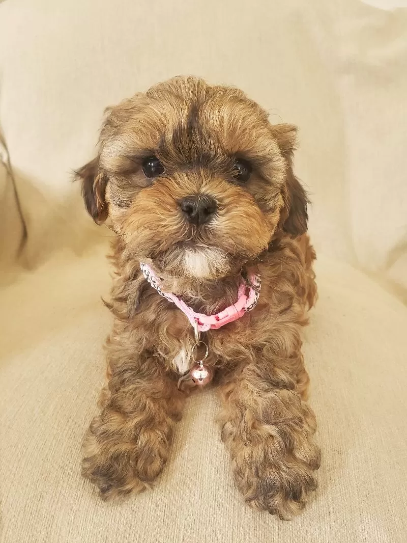 Puppy Name: Cuddles