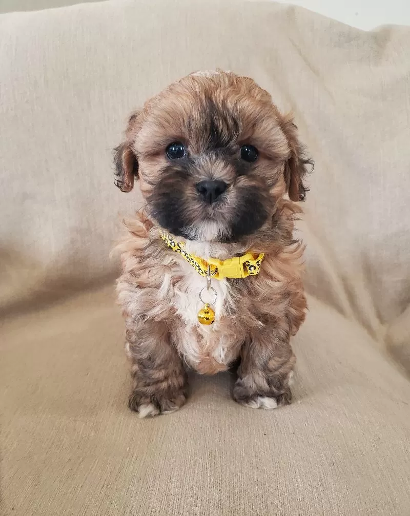Puppy Name: Bubbles