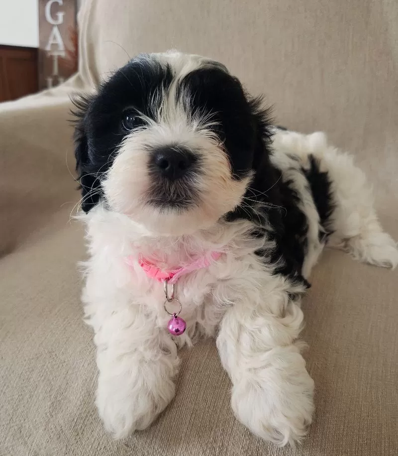 Puppy Name: Daisy