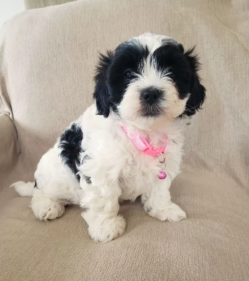 Daisy