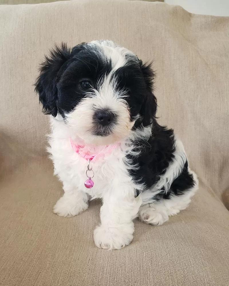 Daisy