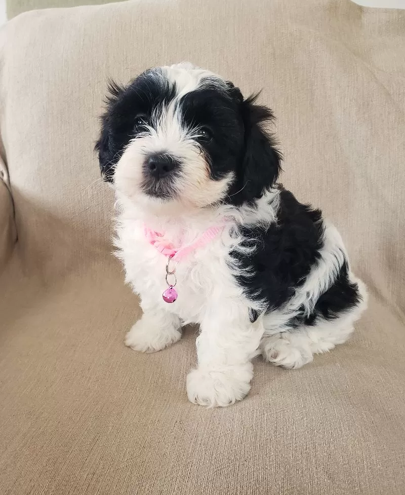 Daisy