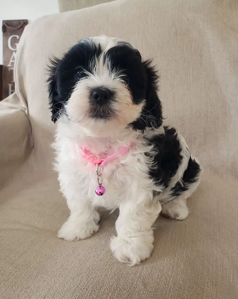 Daisy