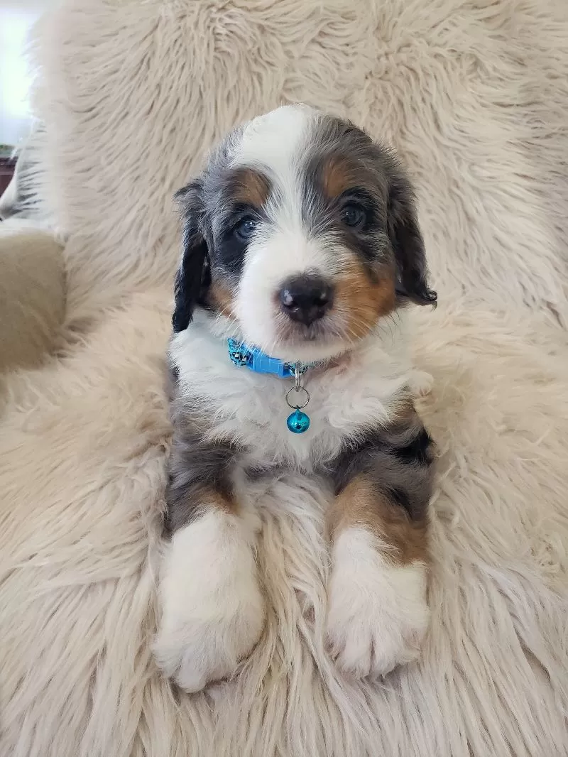 Puppy Name: Jax
