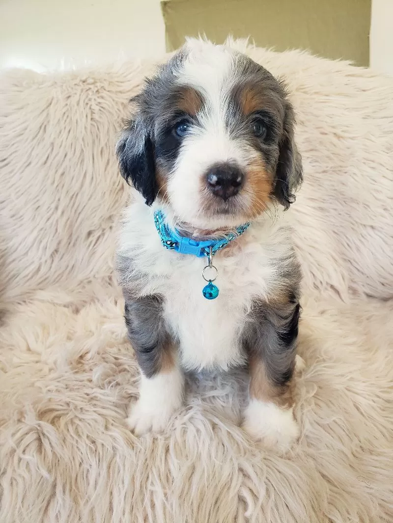 Jax
