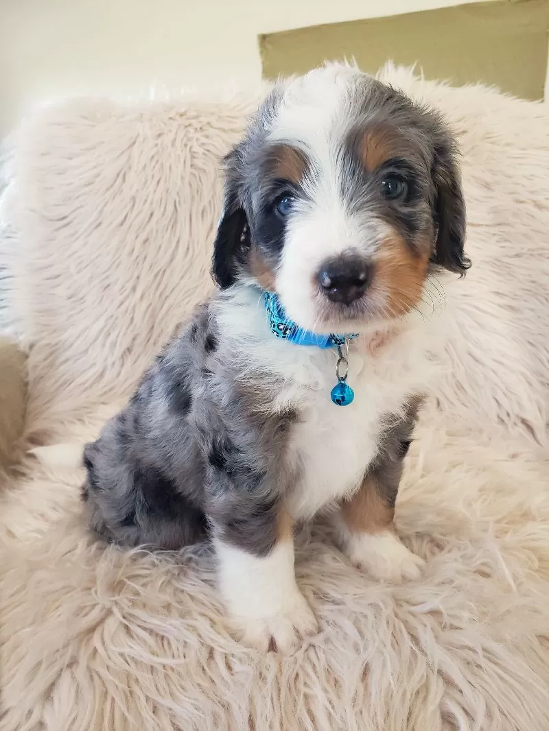 Jax