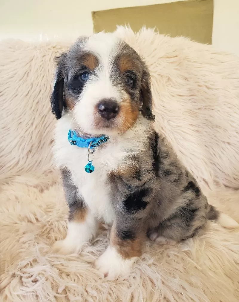 Jax