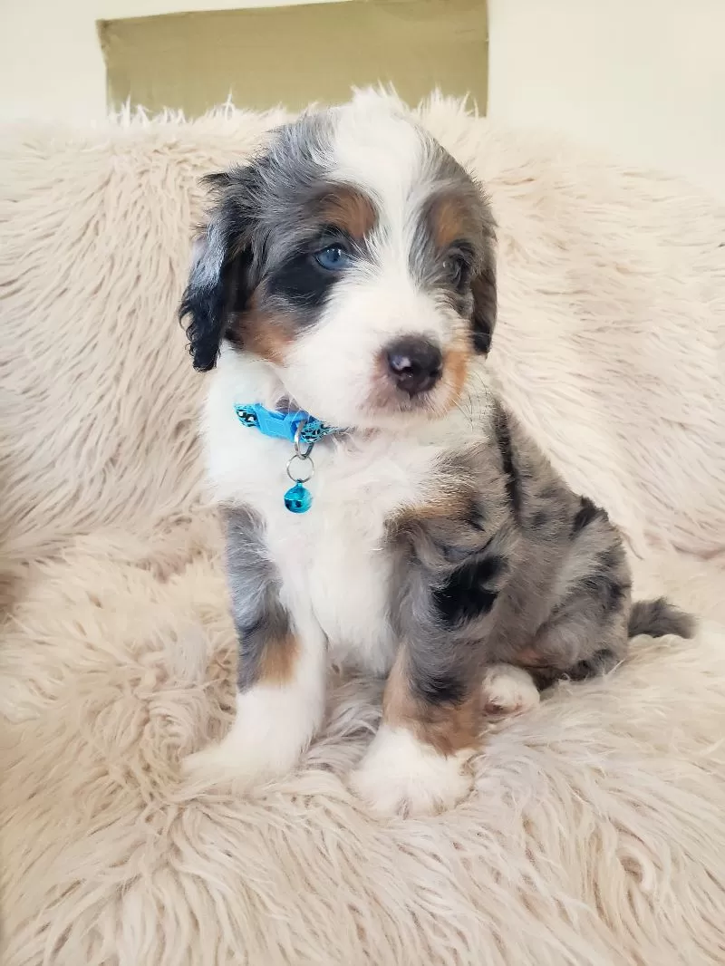 Jax