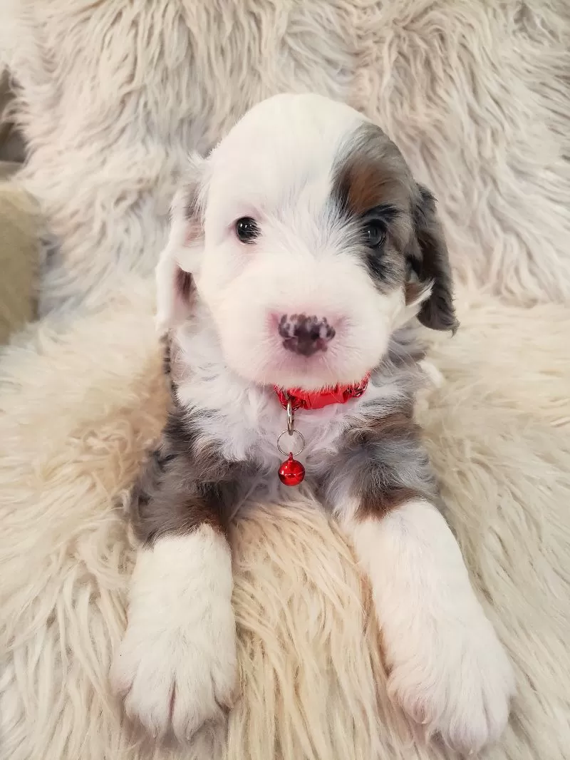 Puppy Name: Bentley