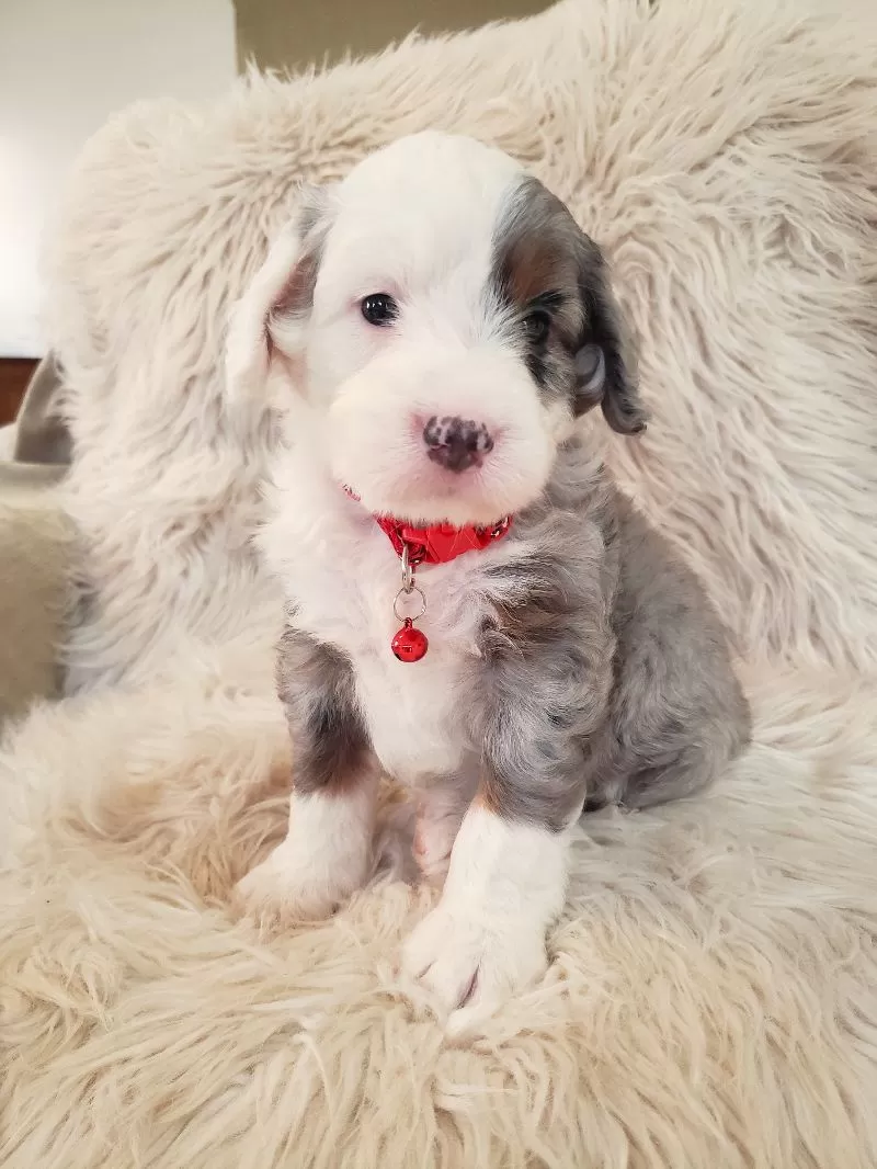Bentley