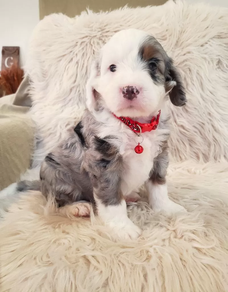 Bentley