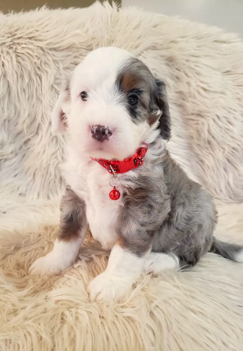 Bentley