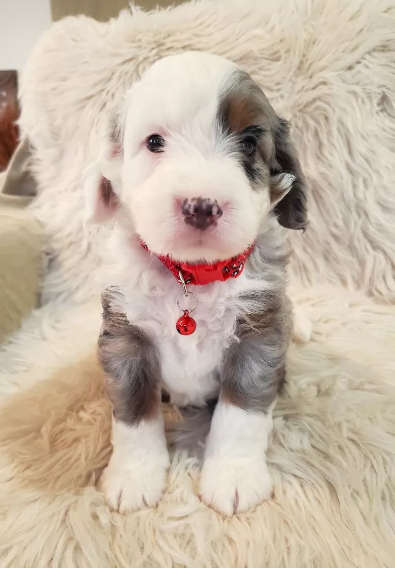 Bentley