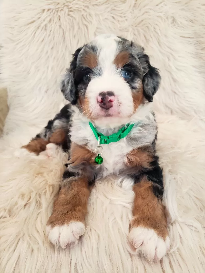 Puppy Name: Finn