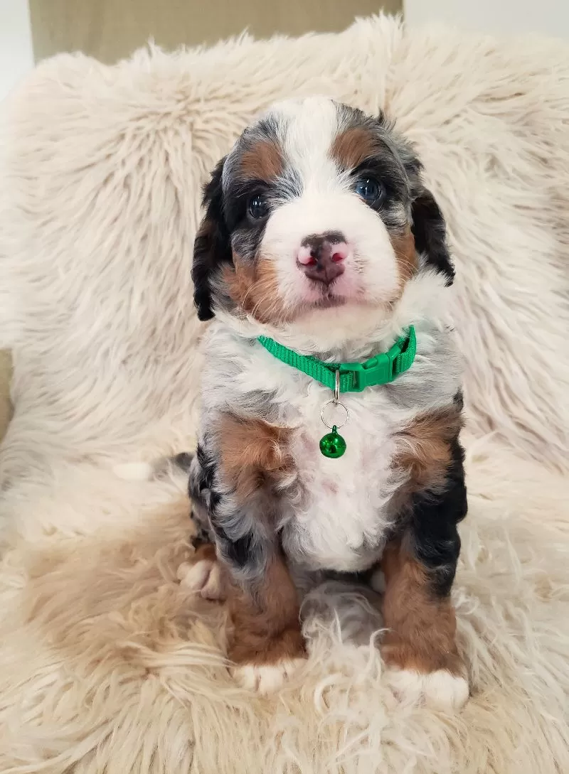 Finn