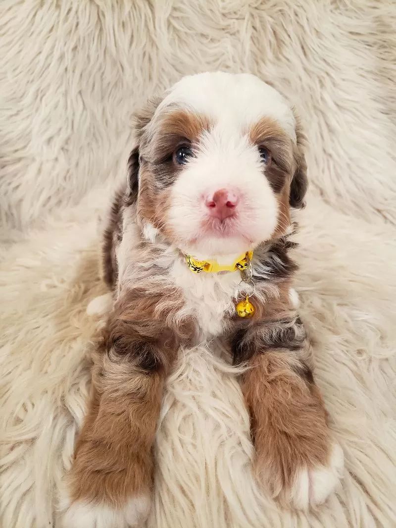 Puppy Name: Jude