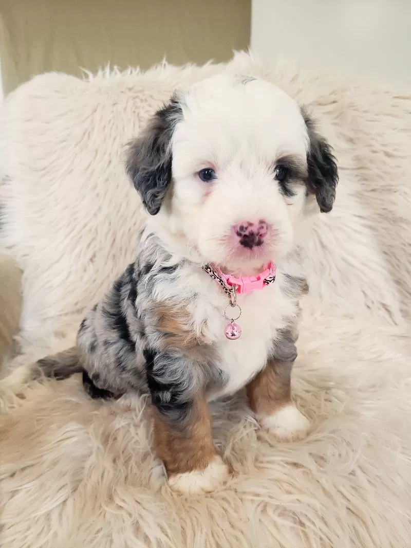 Puppy Name: Maybelle