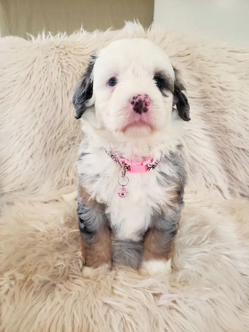Maybelle