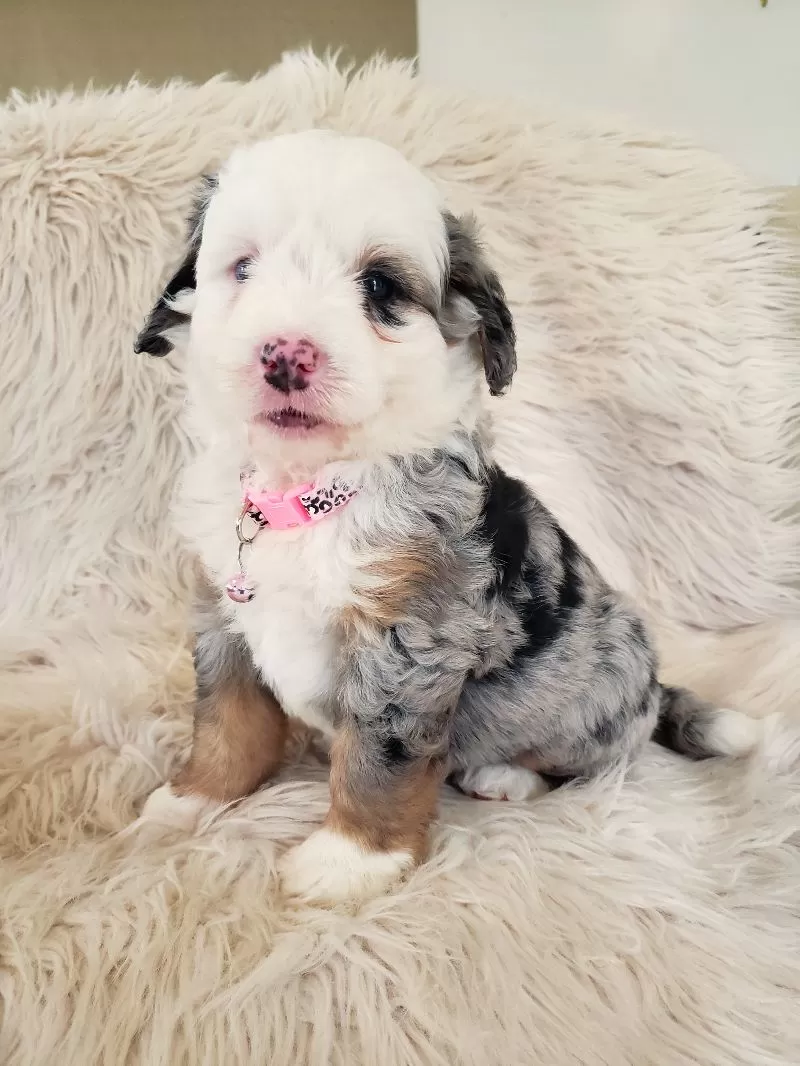Maybelle