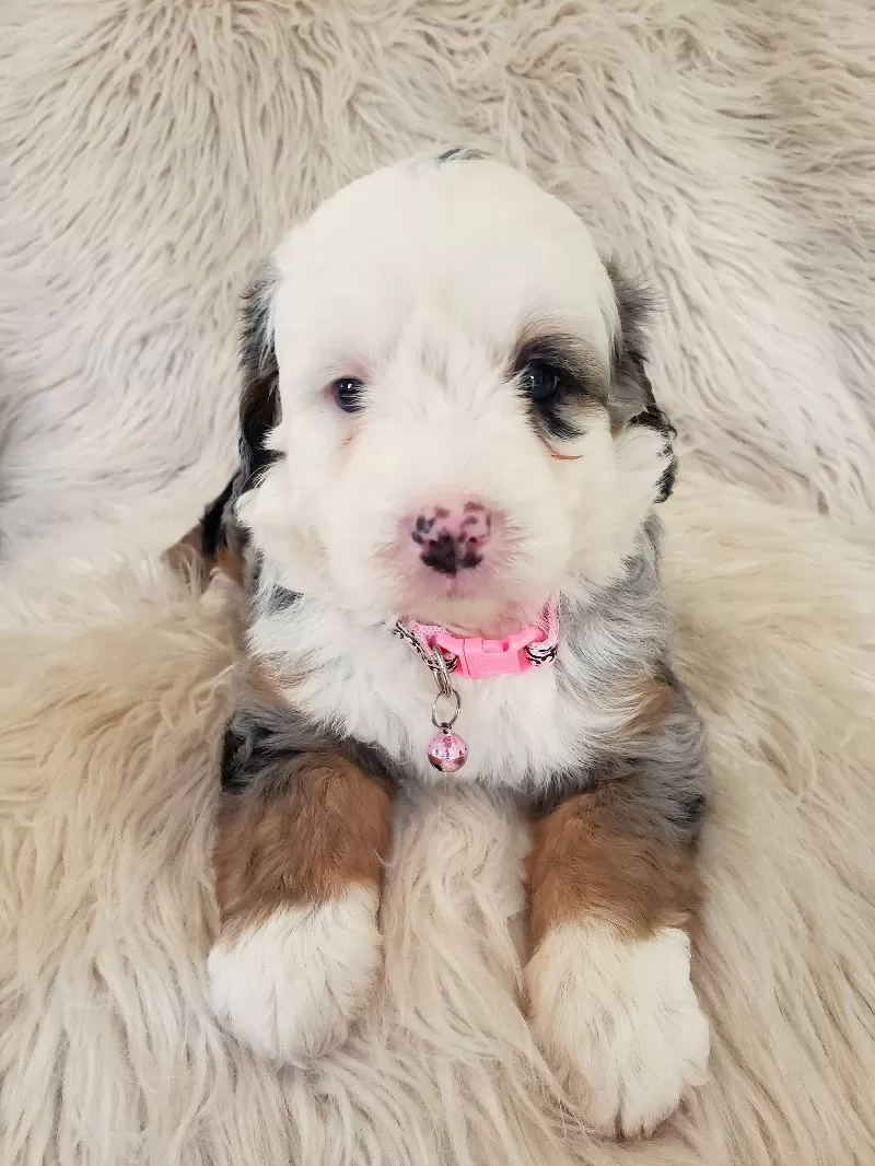 Maybelle