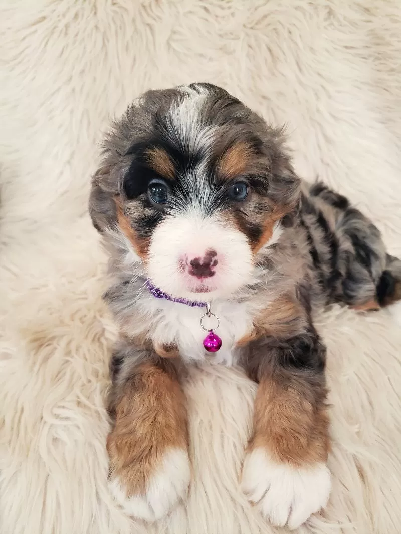 Puppy Name: Winona