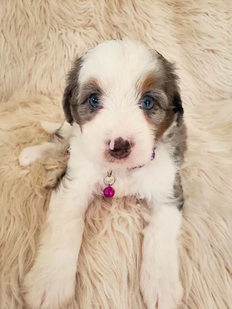 Puppy Name: Tally