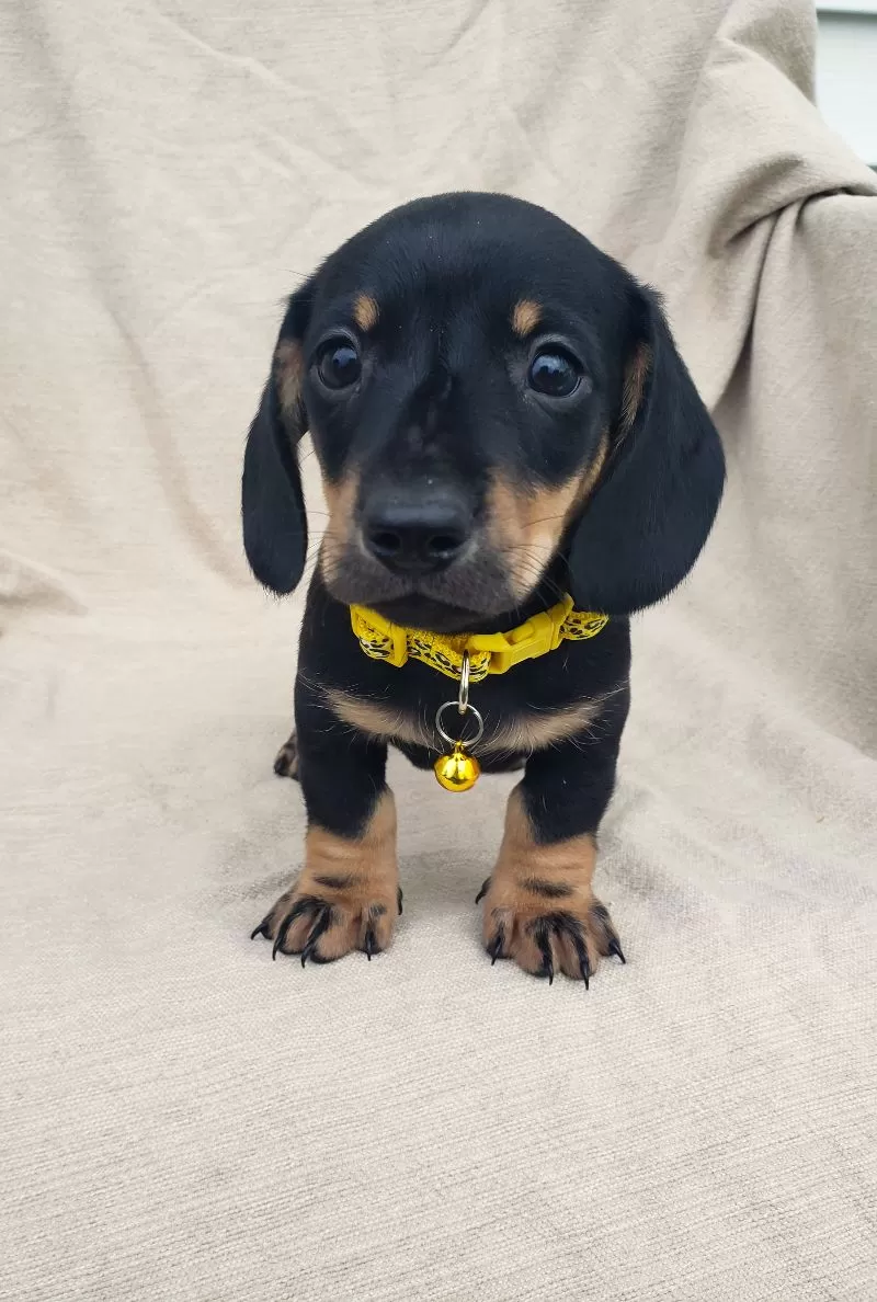 Puppy Name: TONY