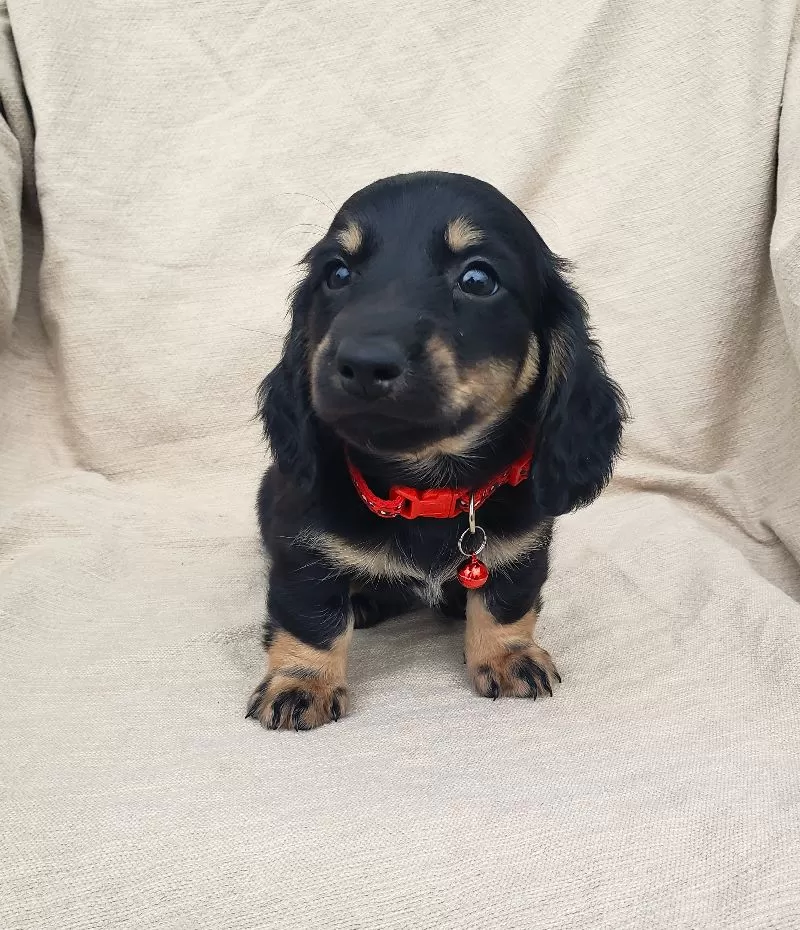 Puppy Name: LENNY