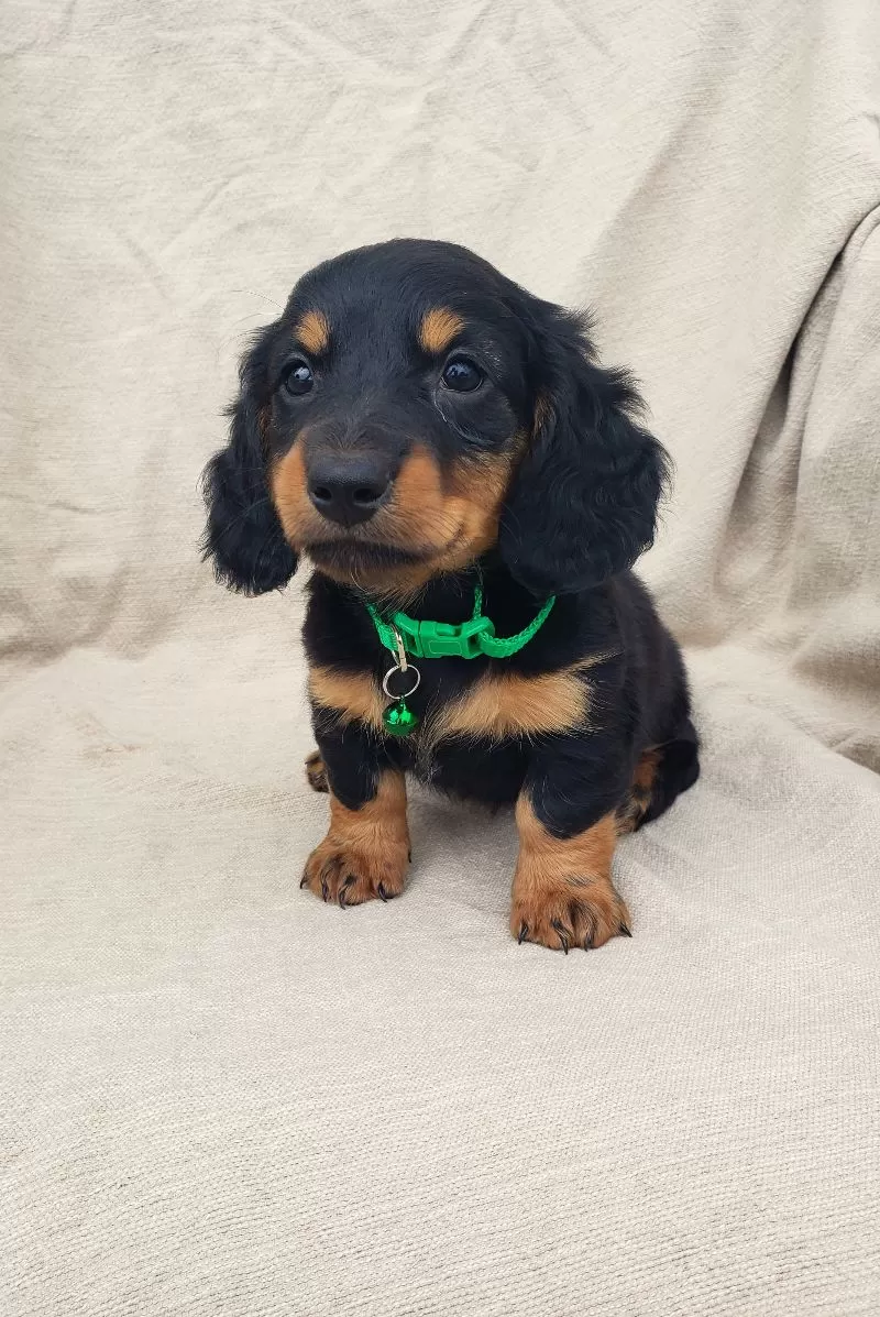 Puppy Name: BRADY