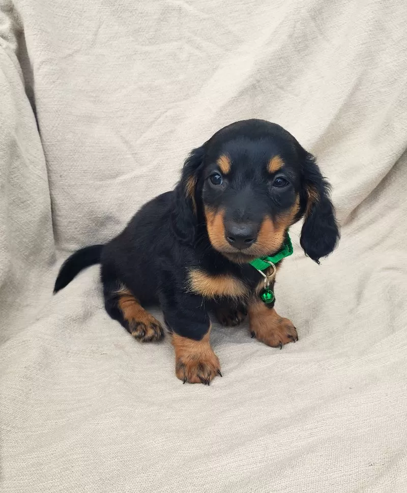BRADY