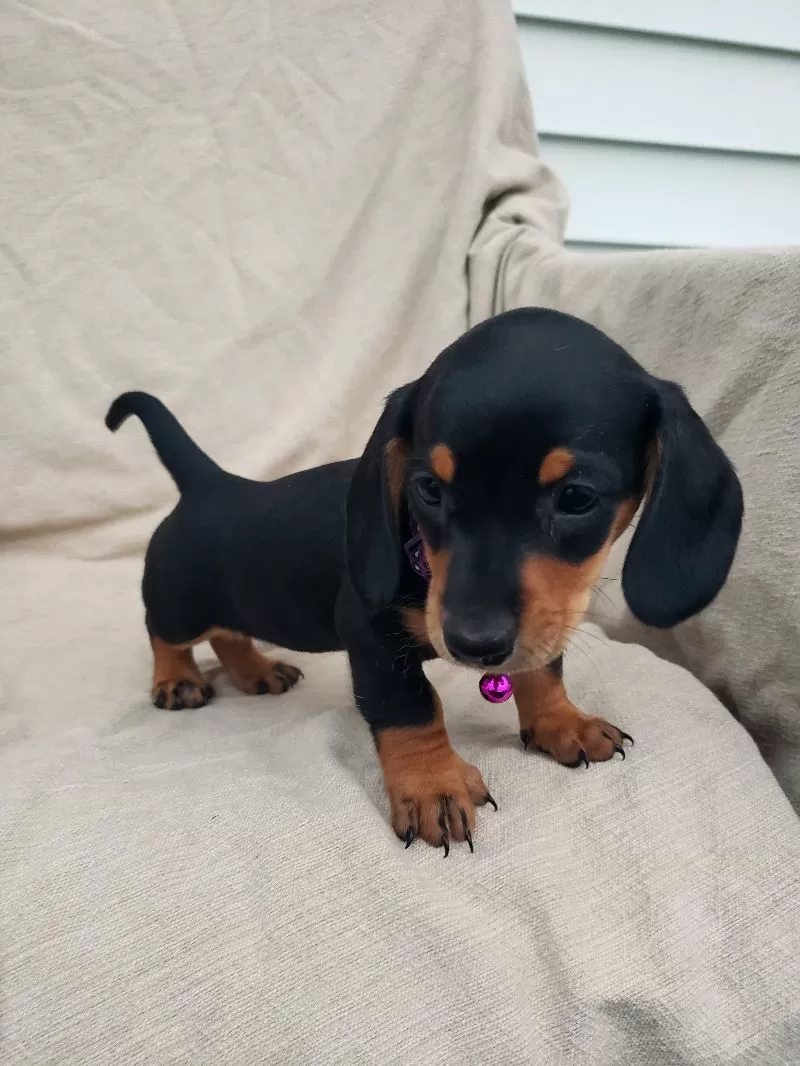 Puppy Name: PRINCESS